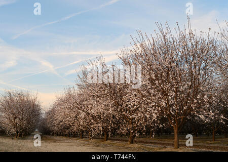 Lignes d'amandiers en fleur avec des fleurs roses et blanches dans un verger. Banque D'Images