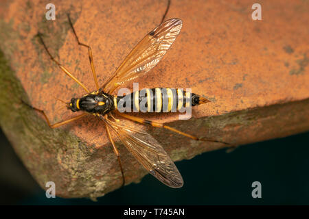 Guêpe femelle Cranefly, mimétisme (lat. Ctenophora flaveolata) Banque D'Images