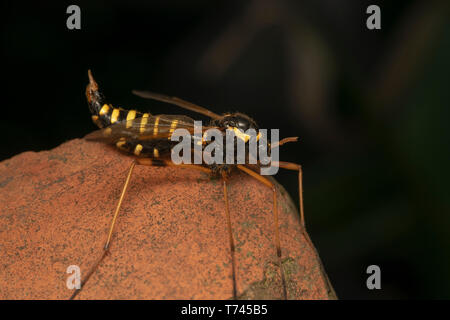 Guêpe femelle Cranefly, mimétisme (lat. Ctenophora flaveolata) Banque D'Images