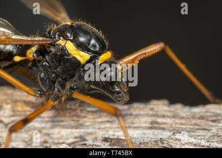 Guêpe femelle Cranefly, mimétisme (lat. Ctenophora flaveolata) Banque D'Images