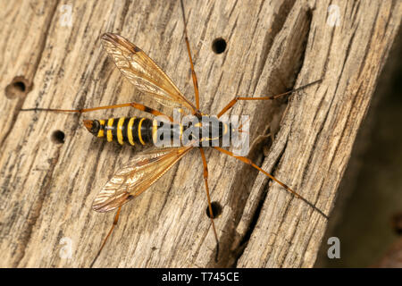 Guêpe femelle Cranefly, mimétisme (lat. Ctenophora flaveolata) Banque D'Images