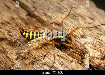 Guêpe femelle Cranefly, mimétisme (lat. Ctenophora flaveolata) Banque D'Images