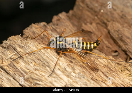 Guêpe femelle Cranefly, mimétisme (lat. Ctenophora flaveolata) Banque D'Images