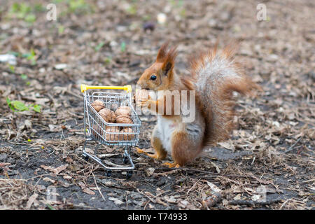 L'écureuil roux n'shopping avec le petit panier plein de noix Banque D'Images