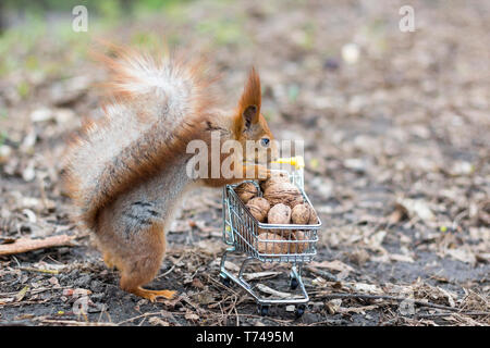 L'écureuil roux n'shopping avec le petit panier plein de noix Banque D'Images
