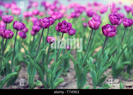 Belles fleurs tulipes violet sur parterre au printemps Banque D'Images