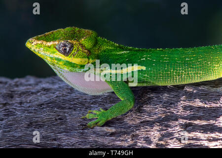 Anole Chevalier (Anolis equestris) ou cubaine kight anole - Green Cay Les zones humides, Boynton Beach, Floride, USA Banque D'Images