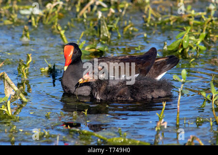 La Gallinule poule-d'eau (Gallinula chloropus) et adultes chick - Green Cay Les zones humides, Boynton Beach, Floride, USA Banque D'Images