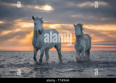 Chevaux blancs de Camargue la marche dans l'eau ; Camargue, France Banque D'Images