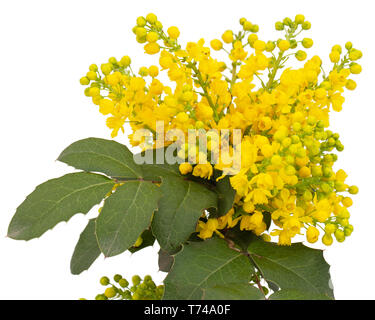 Rameau en fleurs de mahonia, lat. Mahonia aquifolium, evergreen plant, isolé sur fond blanc Banque D'Images