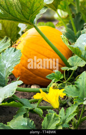 Close-up d'une citrouille et une fleur jaune sur la plante ; Erickson, Manitoba, Canada Banque D'Images