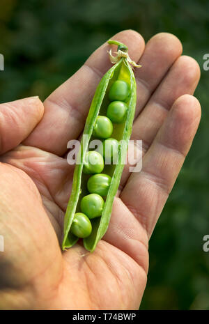 Close-up of a male's hand holding a ouvert une gousse de pois vert rempli de petits pois ; Erickson, Manitoba, Canada Banque D'Images