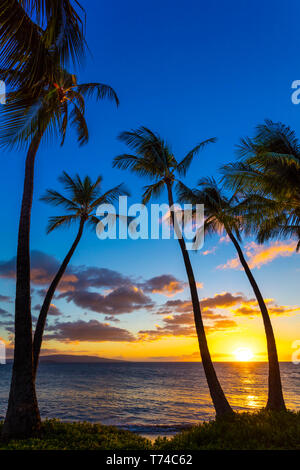 Le soleil se coucher à travers la silhouette des palmiers, Wailea, Maui, Hawaii, United States of America Banque D'Images