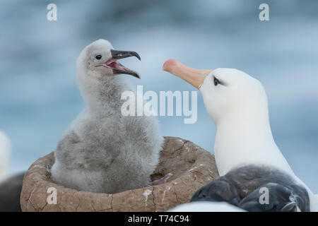 Albatros à sourcils noirs (Thalassarche melanophris) c'est jeune ; Banque D'Images