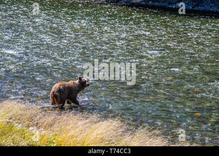 Ours grizzli (Ursus arctos horribilus) le long de la rive de la rivière Taku, Atlin, British Columbia, Canada Banque D'Images