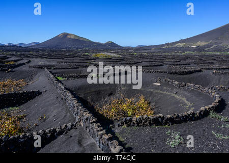 Mur en pierre pour la protection des vignes sur un paysage volcanique, Lanzarote, îles Canaries, Espagne Banque D'Images