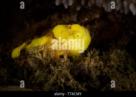 Un juvénile d'un pouce d'un poisson grenouille de Commerson (Antennarius pictus) montrant c'est leurrer ; Wailea, Maui, Hawaii, United States of America Banque D'Images