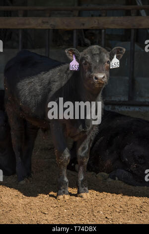 Angus génisse avec étiquettes d'identification pour chaque oreille ; Gonzales, Californie, États-Unis d'Amérique Banque D'Images