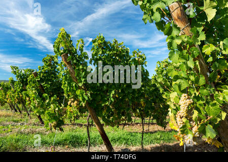 Rangées de vignes blanches avec des nuages et ciel bleu en arrière-plan ; Piesport, Allemagne Banque D'Images