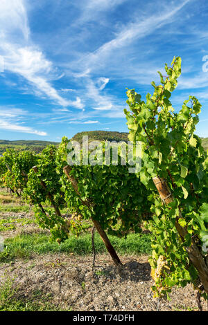 Rangées de vignes blanches avec des nuages et ciel bleu en arrière-plan ; Piesport, Allemagne Banque D'Images