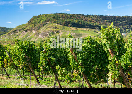 Rangées de vignes blanches avec colline dans la distance et ciel bleu ; Piesport, Allemagne Banque D'Images