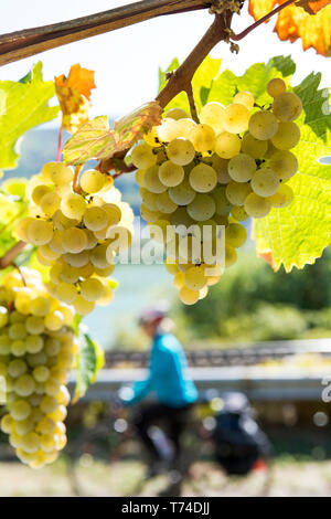 Plusieurs grappes de raisin blanc suspendu à une vigne avec des cyclistes de randonnée dans l'arrière-plan ; Muden, Allemagne Banque D'Images