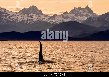 L'épaulard (Orcinus orca), également connu sous le nom de Orca, natation au crépuscule dans le passage de l'intérieur du canal Lynn avec les montagnes Chilkat dans l'arrière-plan Banque D'Images