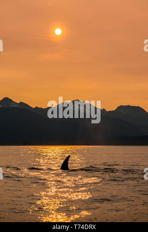 L'épaulard (Orcinus orca), également connu sous le nom de Orca, la natation dans le passage de l'intérieur avec les montagnes Chilkat dans l'arrière-plan Banque D'Images