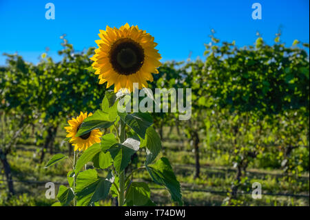 De tournesol dans l'avant-plan d'un vignoble sous un ciel bleu ; Martinborough, Wairarapa, District de la région de Wellington, Nouvelle-Zélande Banque D'Images