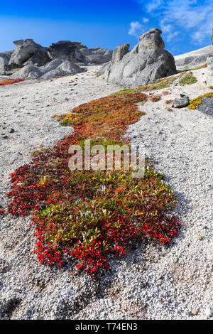 Les formations rocheuses le long de la crête Kesugi Trail sur la colline d'Hermine, Denali National Park, Alaska, s'élever au-dessus de la toundra une éclaboussure de couleurs d'automne l'affichage Banque D'Images