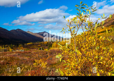 Des saules et de la toundra afficher leurs couleurs d'automne sur la Symphonie/Eagle Lake Randonnée dans la Chugach State Park Banque D'Images