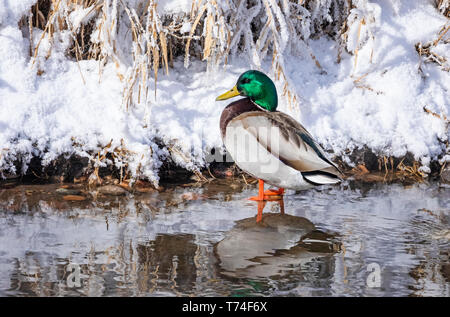 Homme Canard colvert (Anas platyrhynchos) debout dans l'eau peu profonde près de la rive de neige, Fort Collins, Colorado, États-Unis d'Amérique Banque D'Images