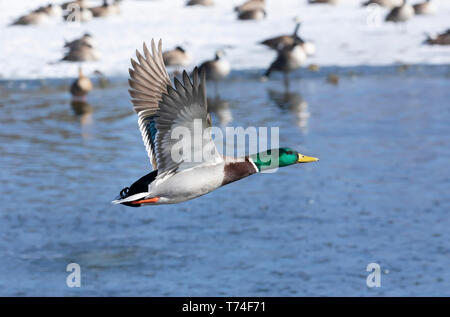 Canard colvert mâle (Anas platyrhynchos) en vol au-dessus de l'eau avec d'autres oiseaux par le rivage enneigé; fort Collins, Colorado, États-Unis d'Amérique Banque D'Images