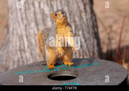 Red Fox écureuil roux (Sciurus niger) debout sur un bac pour les boîtes et bouteilles dans un parc à côté d'un arbre, Fort Collins, Colorado, États-Unis d'Amérique Banque D'Images