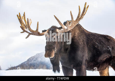 Bull mature l'orignal (Alces alces) portant des bois de velours remise debout dans la neige, Alaska Wildlife Conservation Center, le centre-sud de l'Alaska Banque D'Images