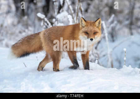Le renard roux (Vulpes vulpes) dans la neige, Campbell Creek, le centre-sud de l'Alaska ; Alaska, États-Unis d'Amérique Banque D'Images