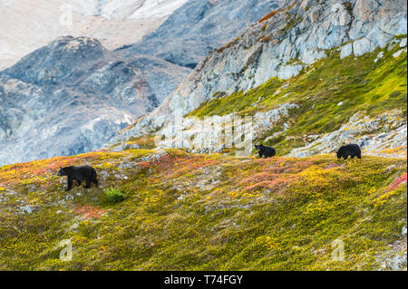 Une mère ours noir (Ursus americanus) et ses deux petits sur une colline avec sortie Glacier en arrière-plan sur un beau jour d'automne à Kenai Fiords Natio... Banque D'Images