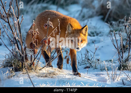 Le renard roux (Vulpes vulpes) dans la neige, Campbell Creek, le centre-sud de l'Alaska ; Alaska, États-Unis d'Amérique Banque D'Images