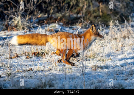 Le renard roux (Vulpes vulpes) à toute vitesse dans la neige, Campbell Creek, le centre-sud de l'Alaska ; Alaska, États-Unis d'Amérique Banque D'Images