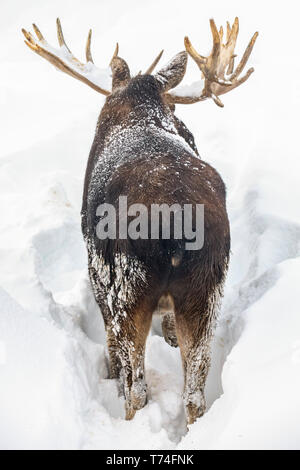 Bull mature l'orignal (Alces alces) portant des bois de velours remise debout dans la neige, Alaska Wildlife Conservation Center, le centre-sud de l'Alaska Banque D'Images