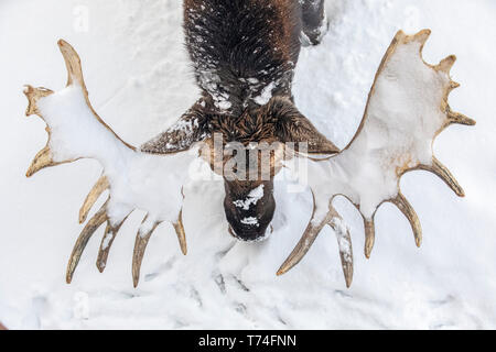 Bull mature l'orignal (Alces alces) portant des bois de velours remise debout dans la neige, Alaska Wildlife Conservation Center, le centre-sud de l'Alaska Banque D'Images