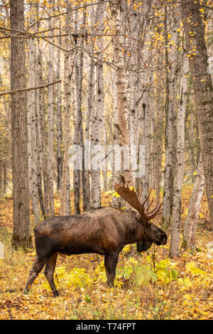 Un orignal de taureau mature (Alces alces) traverse le parc Kincaid en automne à Anchorage, en Alaska au début de la rut et le taureau est à la recherche... Banque D'Images
