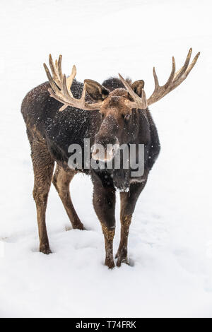 Bull mature l'orignal (Alces alces) portant des bois de velours remise debout dans la neige, Alaska Wildlife Conservation Center, le centre-sud de l'Alaska Banque D'Images