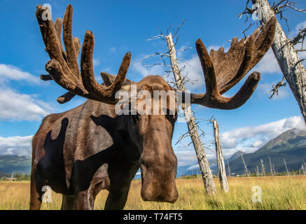 Bull mature l'orignal (Alces alces) avec bois en velours de debout dans un champ, l'Alaska Wildlife Conservation Center, le centre-sud de l'Alaska Banque D'Images