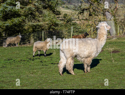 Alpaca (Vicugna pacos) et le mouton (Ovis aries) dans un champ clôturé avec une mémoire vive de l'arrière-plan ; Northumberland, England Banque D'Images