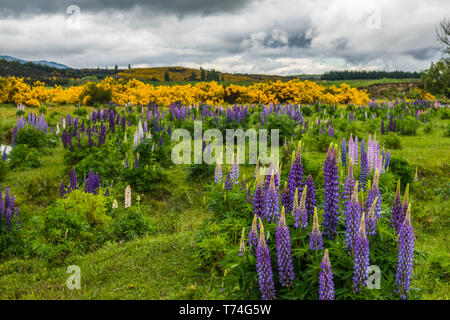 Les pâturages verts colorés avec des lupins bleus à l'Eglinton River Valley, South Island, New Zealand Banque D'Images