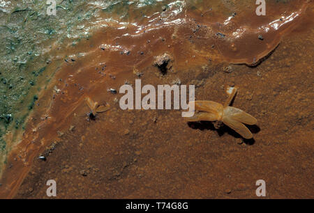 Libellule morts incrustés de sel minéral SUR LE LIT D'UN ALÉSAGE DE L'EAU CHAUDE DANS LE SIMPSON DESERT,AUSTRALIE. Banque D'Images