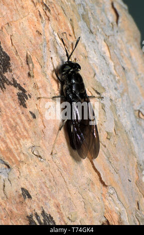 MOUCHE ADULTE DU SOLDAT NOIR AMÉRICAIN (HERMETIA ILLUCENS) SUR L'ÉCORCE D'ARBRE. AUSTRALIE. Banque D'Images