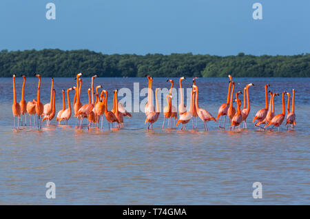 Flamingos américains (Phoenicopterus ruber) debout dans l'eau, Réserve de biosphère de Celestun; Celestun, Yucatan, Mexique Banque D'Images