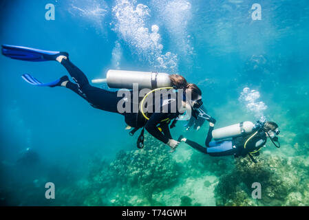 Les plongeurs à Roatan Marine Park, site de plongée canal bleu, Roatan, Honduras Banque D'Images